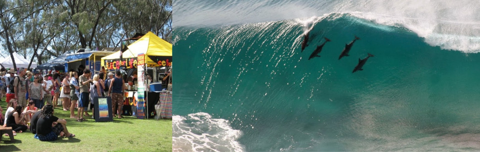 Byron markets and dolphin Byron markets and dolphin